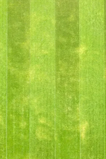 striped grass striped grass